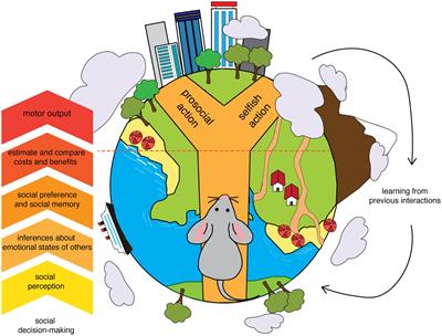 Dissecting social decision-making: A spotlight on oxytocinergic transmission